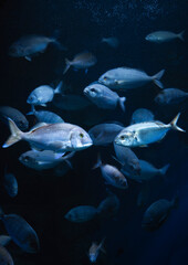 Naklejka premium fish in aquarium