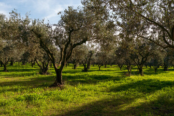 olive grove