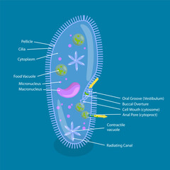 3D Isometric Flat Vector Illustration of Anatomy of Paramecium Caudatum, Educational Diagram