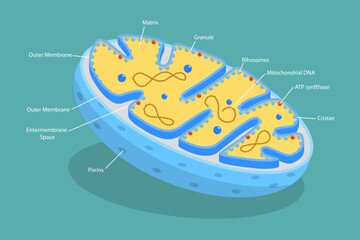 3D Isometric Flat Vector Illustration of Sturcture of Mitochondria, Organizational Arrangement
