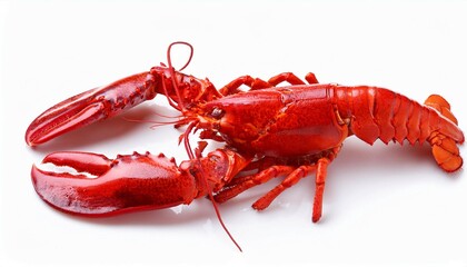 cooked red lobster isolated on white background