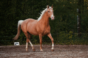 Fototapeta premium Lusitano und PRE