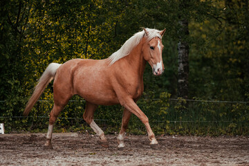 Lusitano und PRE © ScullyPictures