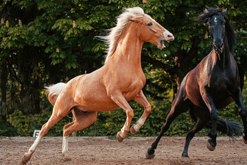 Lusitano und PRE © ScullyPictures