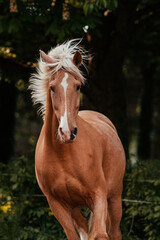 Obraz premium Lusitano und PRE