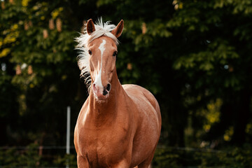 Obraz premium Lusitano und PRE