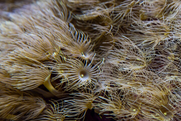 close up of a reef