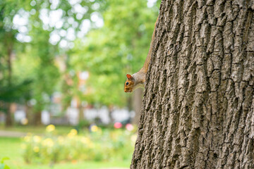 Squirrel in tree in public park next to humans in hyden park in london.