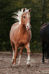 Obraz premium Lusitano und PRE