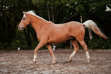 Obraz premium Lusitano und PRE