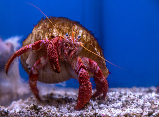crayfish 