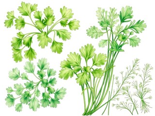 Obraz premium A Beautiful Illustration of Fresh Cilantro Leaves Perfect for Various Culinary Uses and Dishes