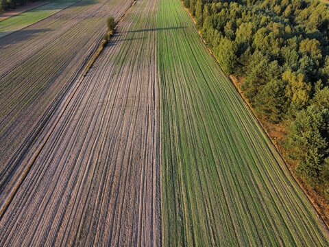 ploughed field near the forest