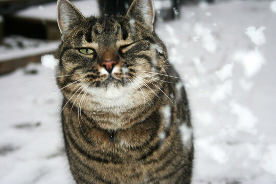winking cat during winter