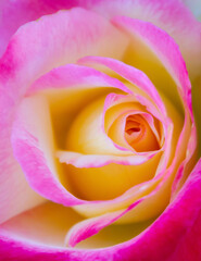 pink rose closeup