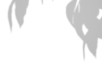 Tree branch shadow. Tree leaves shadow overlay. Summer sunlight trough the leaves. Nature organic shadow. Blurred Leaf shadow and light on wall background. 3d rendering