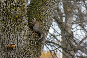 "Squirrels at a Tree Feeder in Minnesota, November": These photos show squirrels dining at a tree feeder in November in Minnesota. The photos show the squirrels actively exploring and eating the food 