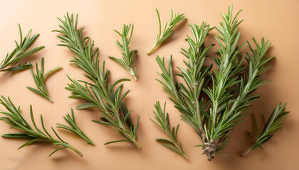 Obraz premium Rosemary, isolated on a pastel