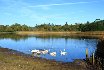 A colourful Autumn woodland lake at Beaulieu in the New Forest