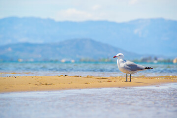 Seagull resting on a sandy beach on a sunny day. Audouin's gull resting on Trabucador beach, Ebro Delta.
