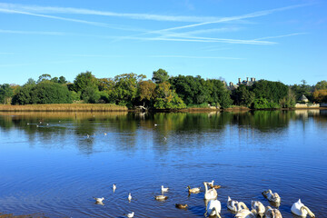 Ducks and Swans swimming in the Mill Pond at Beaulieu in the New Forest