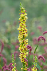 Flowering plant of Verbascum nigrum or black mullein in the swamp meadow