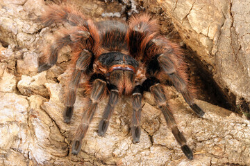 Brazilian Red Tarantula (Nhandu carapoensis).