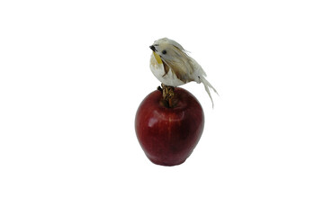 bird on red apple