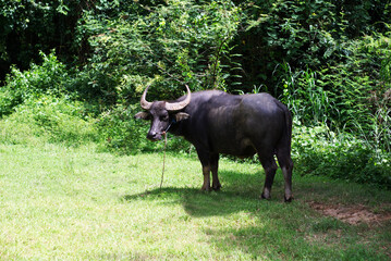 Thai buffalo standing on the grass under a tree