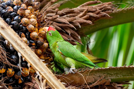 Rio de Janeiro, RJ, Brazil, 11/10/2024 - White-eyed parakeet, maritaca, Psittacara leucophthalmus, perched on a palm tree and eating at Nobel Square, Grajau neighborhood