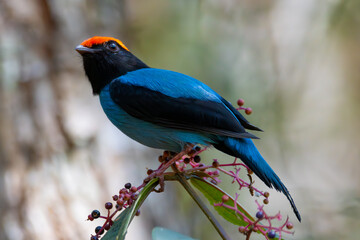 Swallow-tailed Manakin