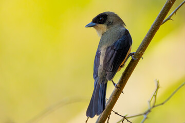 Black-goggled Tanager