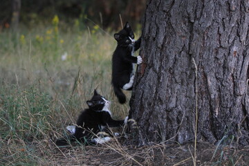 Obraz premium Two black-white homeless kittens climbing on the tree 