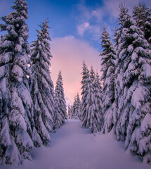 Winter snowy landscape with fresh snow covered trees