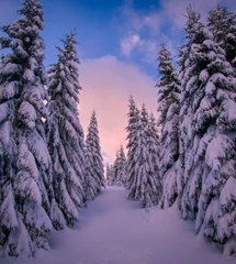Winter snowy landscape with fresh snow covered trees
