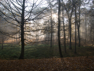 Fototapeta premium Mysterious foggy forest during autumn day