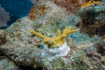 Relocating young Staghorn Coral to a damaged reef off Key Largo, Florida Keys, Young staghorn...