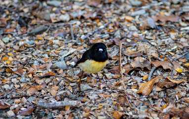 New Zealand native bird endemic black nature