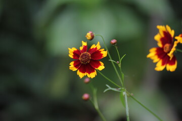 Coreopsis tinctoria