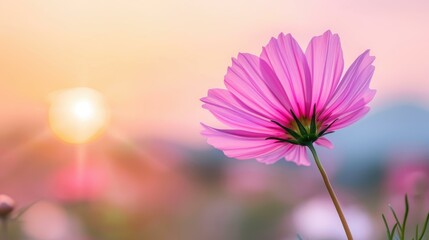 Fototapeta premium Breathtaking view of vibrant flowers in a field, glowing under a stunning sunset. The perfect spring magic captured at dusk.
