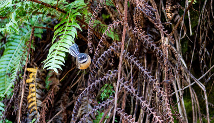 Fantail new Zealand native bird close up