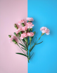 clove plant, isolated on a soft blue and Pink Pastel