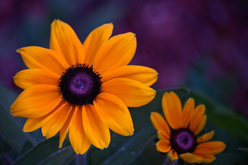 close-up of black eyed susan flower in the garden
