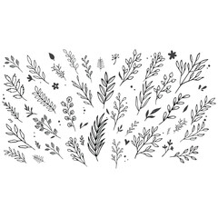 Vines branches collection, Leaf branch