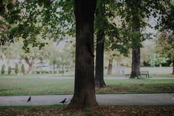 A peaceful city park setting featuring a large tree with lush green leaves, a paved walkway, and vibrant nature. Ideal for concepts of tranquility, nature, and urban parks.