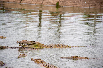 crocodile in the water, Crocodiles swim in the crocodile lake