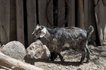 Cabras en un rancho de Catamarca, Argentina.