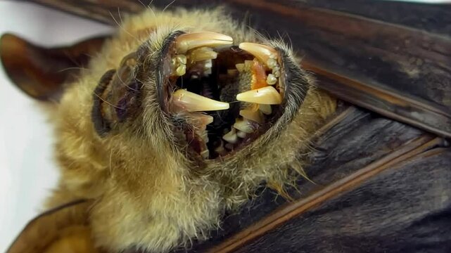 A once adorable bat stuffed animal unexpectedly animates in a dimly lit room, creating a chilling atmosphere filled with suspense and surprises. 