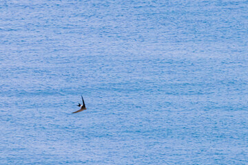 Fototapeta premium ウミツバメ 