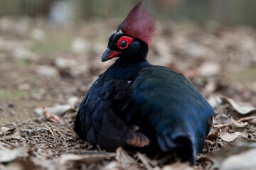 Close-up of a beautiful red-crested rollulus rulul, crowned partridge lying in the leaves on the...